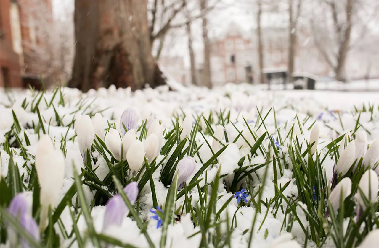 Spring flowers in the snow