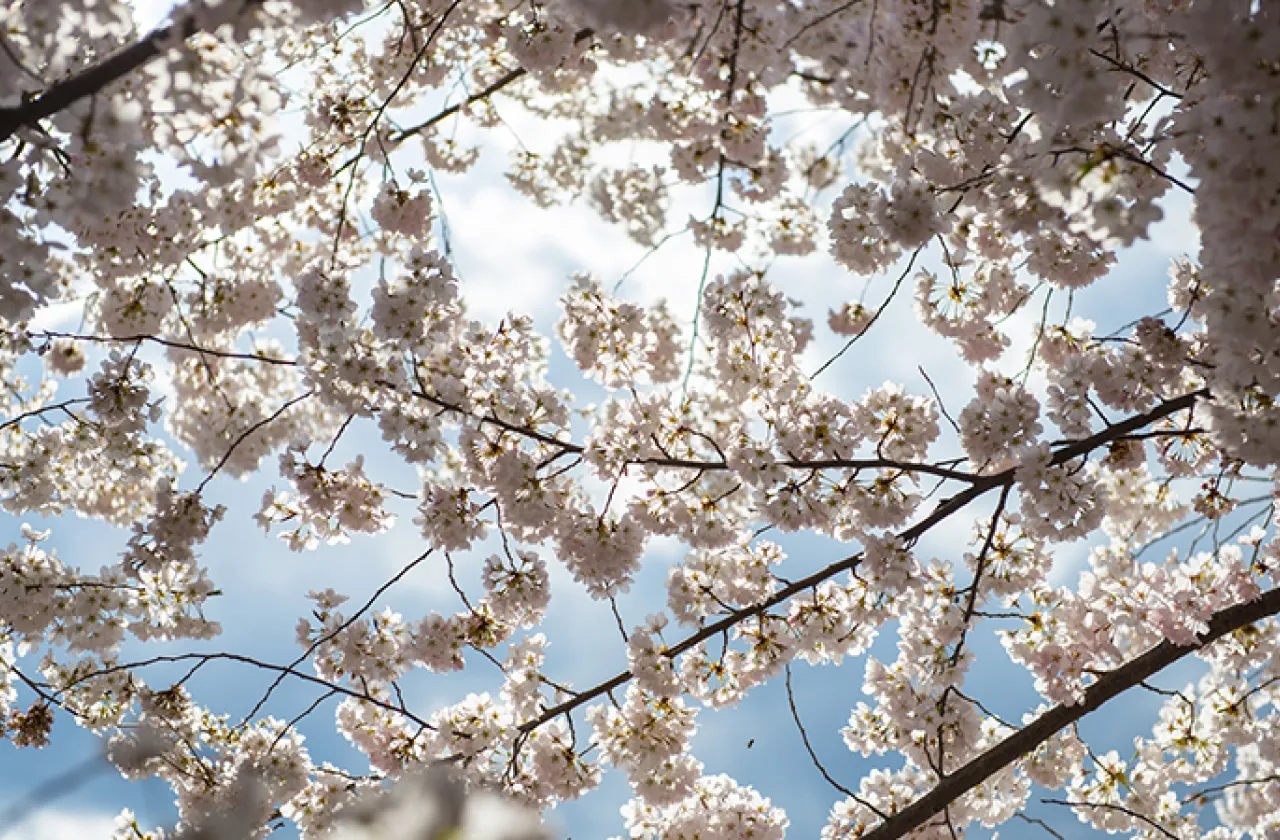 A flowering tree on campus