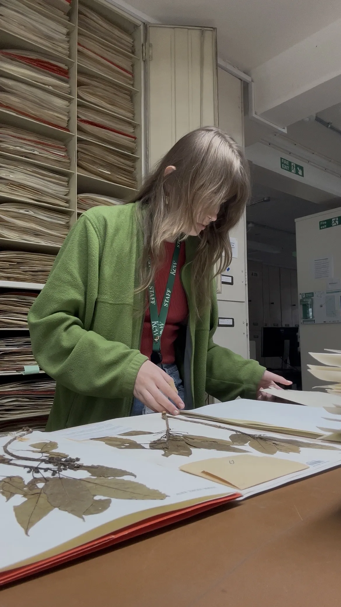 Examining pressed plant specimens.