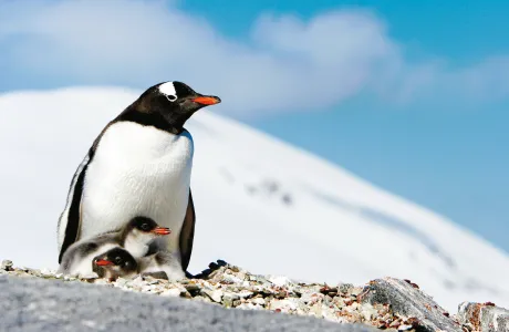 Penguins