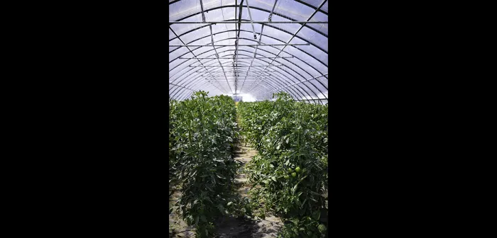 Queen's Greens Farm