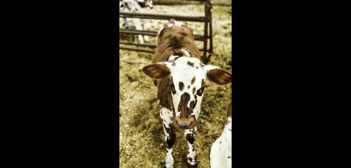 Sidehill Farm