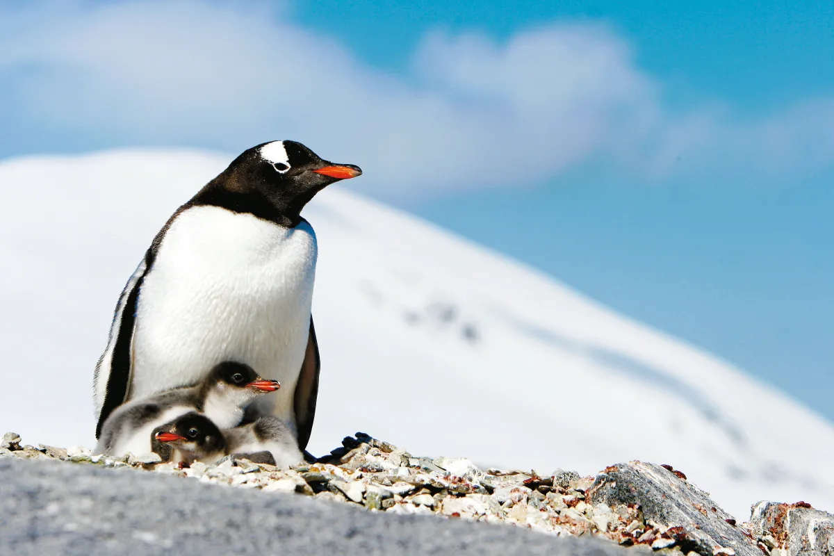 Penguins