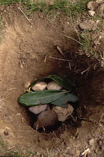 A small, shallow hole in the soil contains a few stones and is partially covered with green leaves. The surrounding area is grassy and earthy.