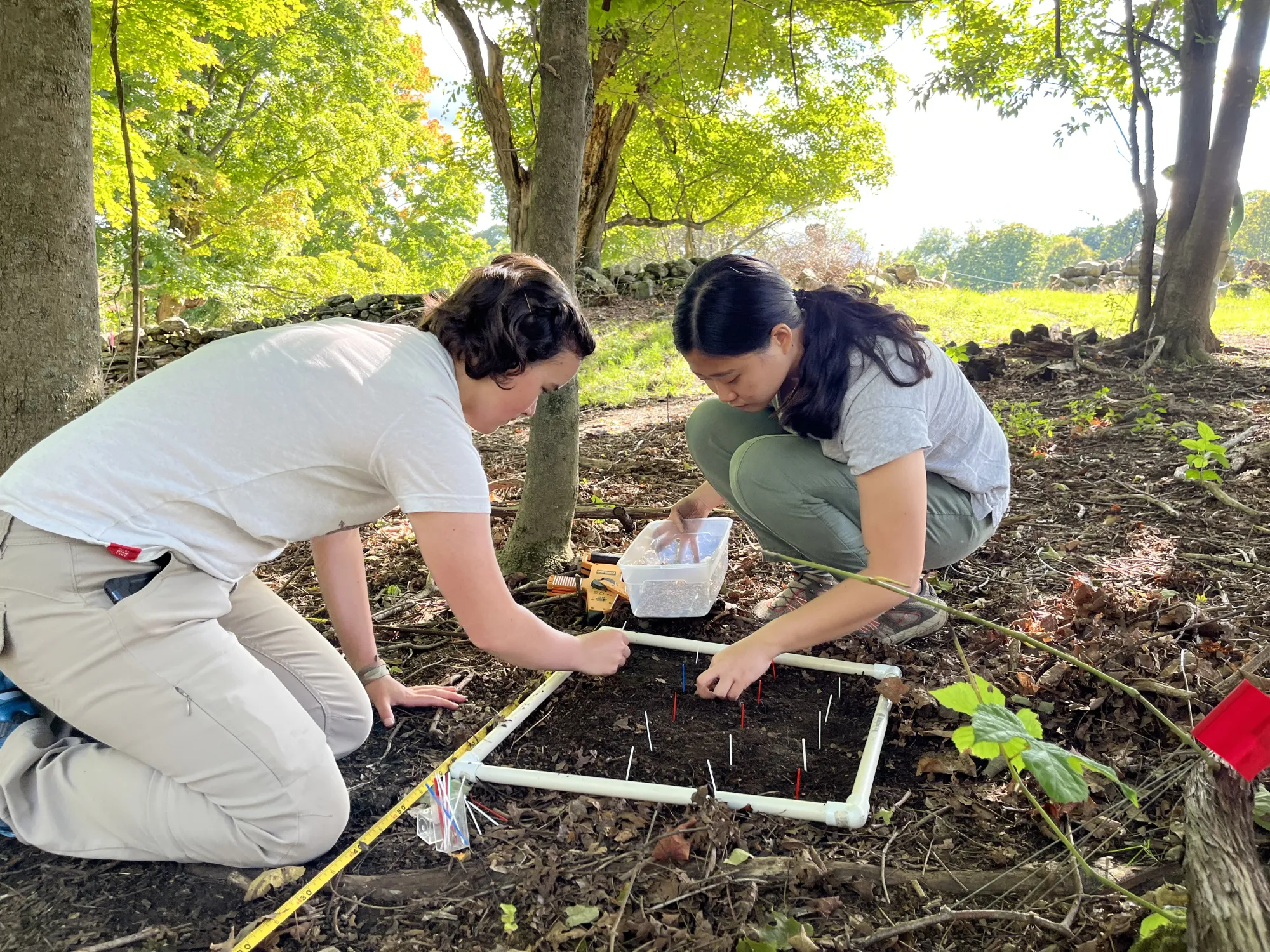 students at MacLeish Field Station look after recently established research plots with toothpicks marking the locations of magnolia seeds