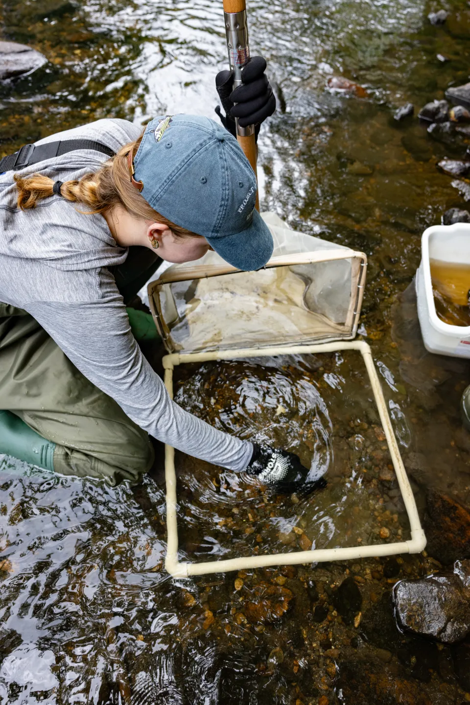 A SURF student in green waders and a blue cap bends down and uses a grid to collect macroinvertebrates in the Mill River