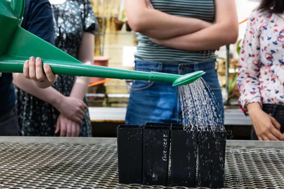 A green watering can pours water on small black pots with ginkgo seeds inside in Lyman